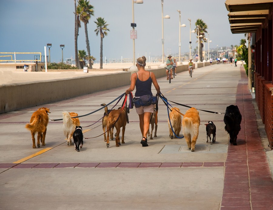 Cachorros