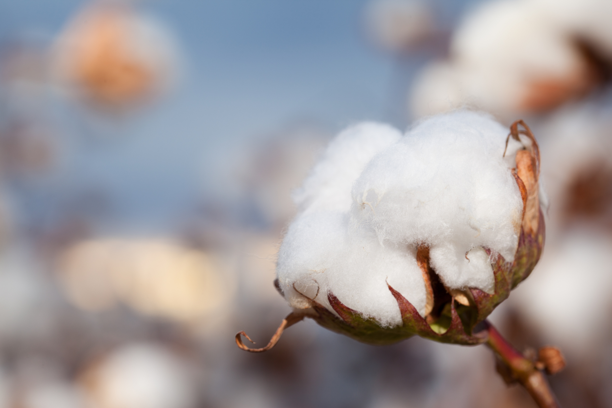 Close-up of Cotton Boll