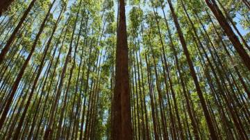 Eucalipto e Pinus: as árvores utilizadas para produção de papel e celulose