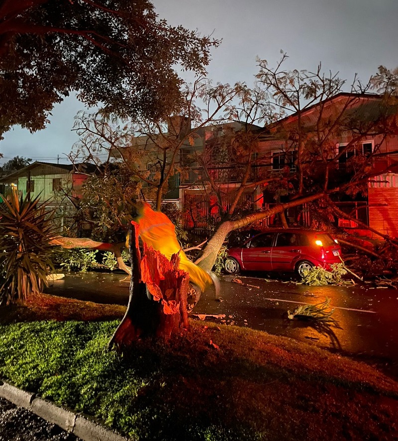 Queda de árvore em Santa Catarina ocasionada pelo ciclone extratropical que atinge o Sul do país (Foto: Defesa Civil de SC)