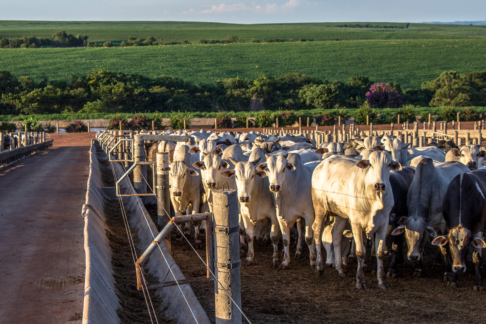 Aumento da oferta de animais no Brasil está derrubando os preços do boi gordo e reduzindo o maior custo dos frigoríficos(foto:  	Alfribeiro/ Getty Images)